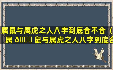 属鼠与属虎之人八字到底合不合（属 🐅 鼠与属虎之人八字到底合 🌸 不合婚姻）